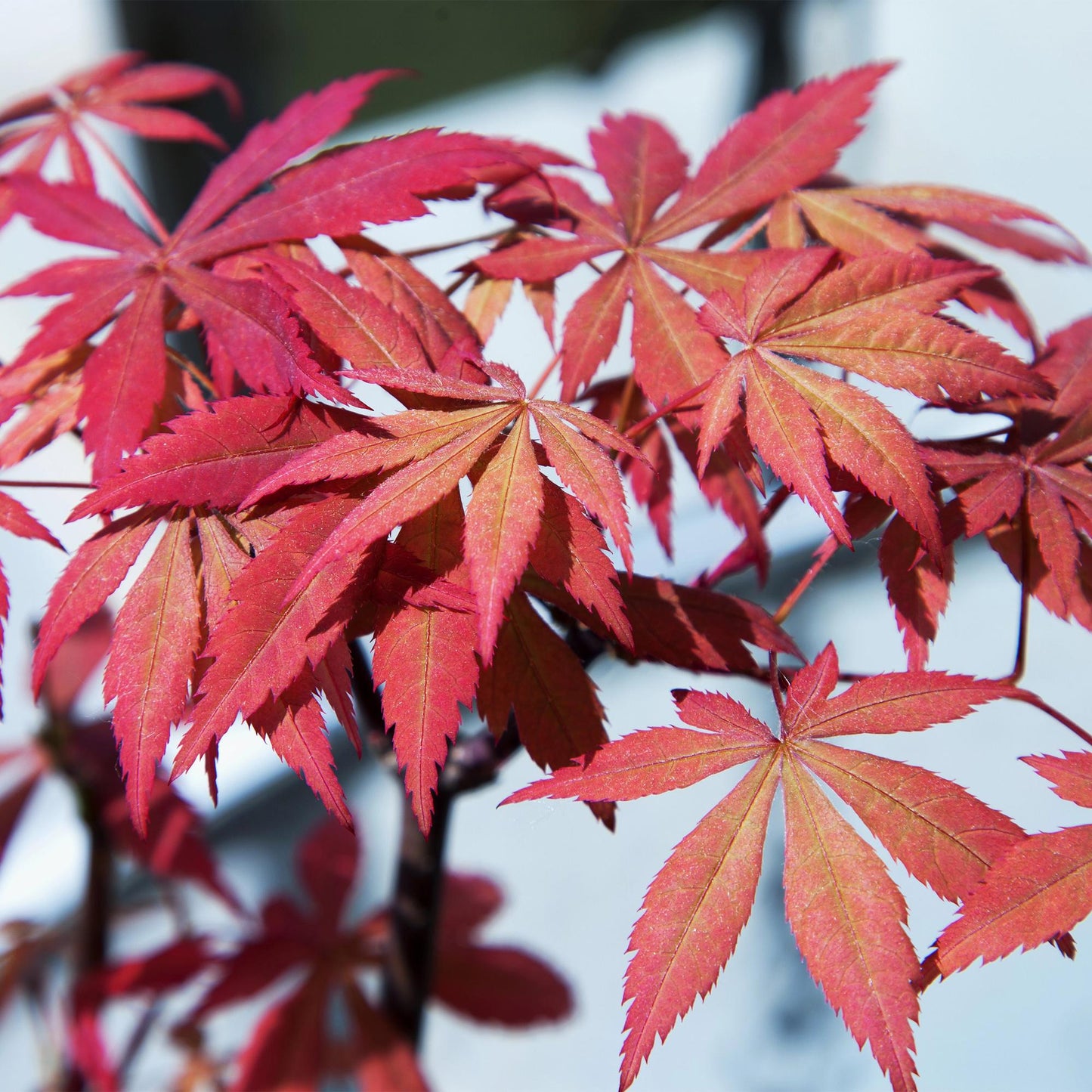Green boutiQ - Terrace plant - Japanese Maple - Acer palmatum Sumi-nagashi - Red - 2 Plants - Deciduous - Pot 19cm Height 70cm