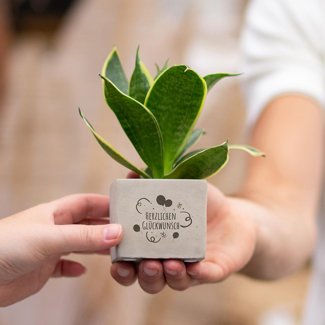 Congreet Blumentöpfe + Sansevieria | Herzliche Glückwünsche