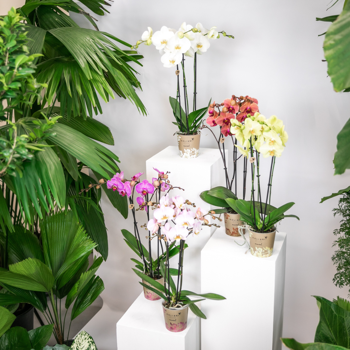 Surprise box mix - plant advantage box - surprise box with 4 different orchids ø12cm