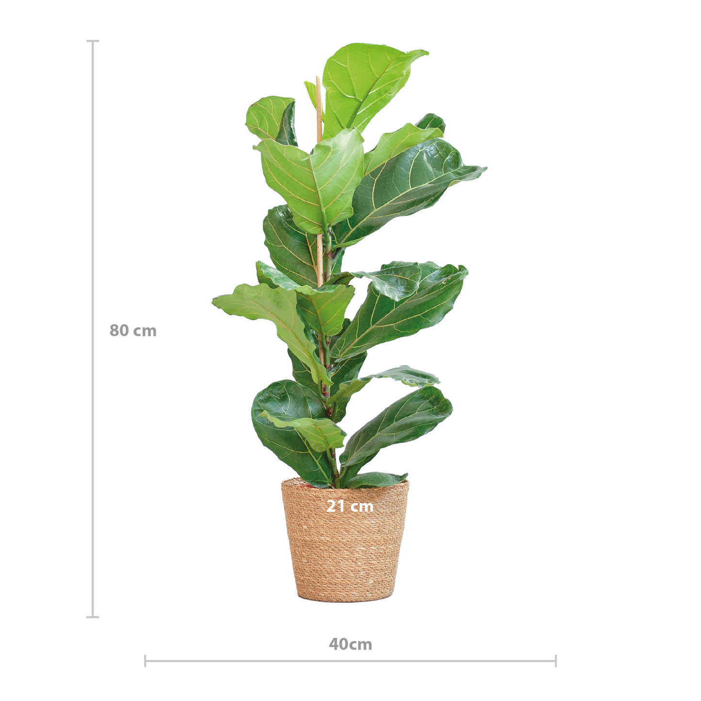 Ficus Lyrata with Basket Sofia natural - 80cm - Ø21