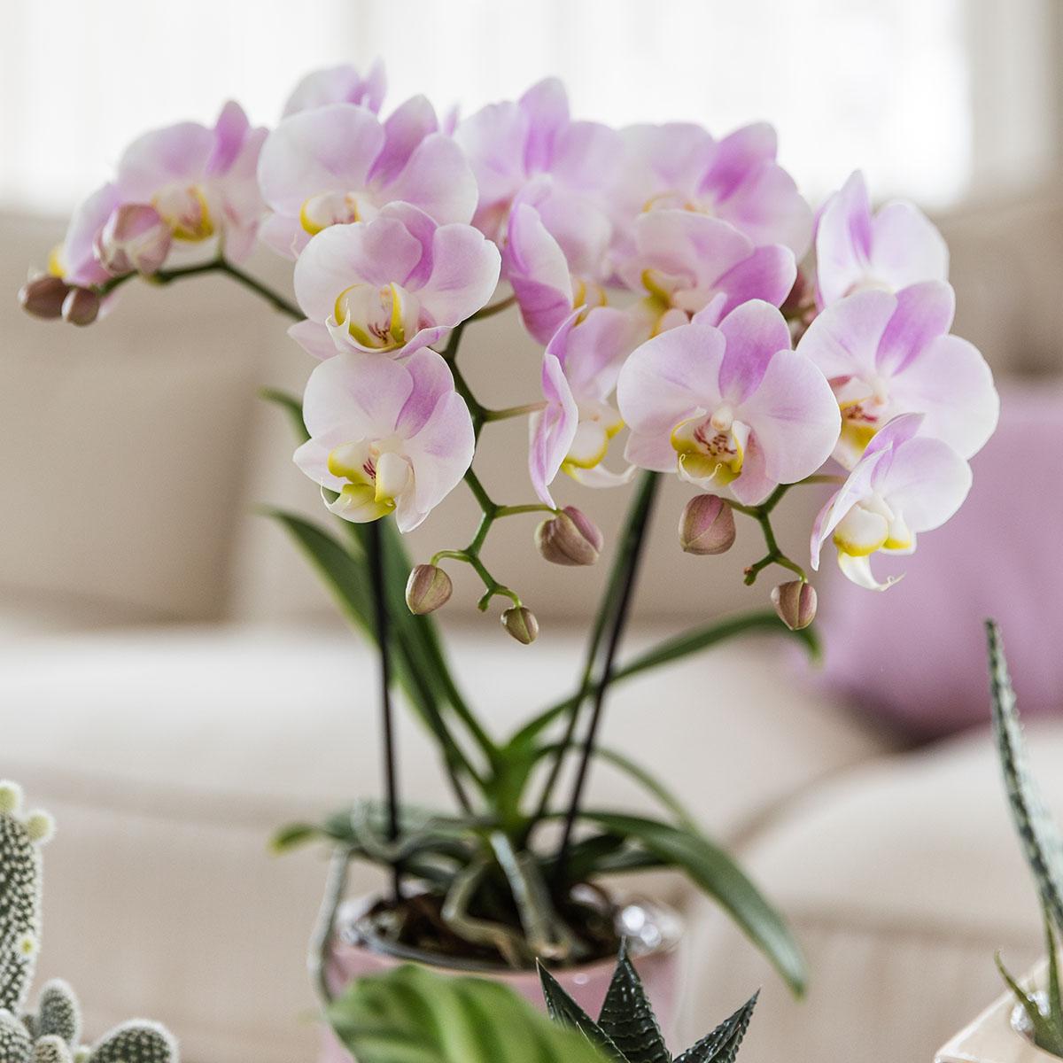 Kolibri Orchids | Pink phalaenopsis orchid - Portugal - pot size Ø9cm | flowering houseplant - fresh from the grower