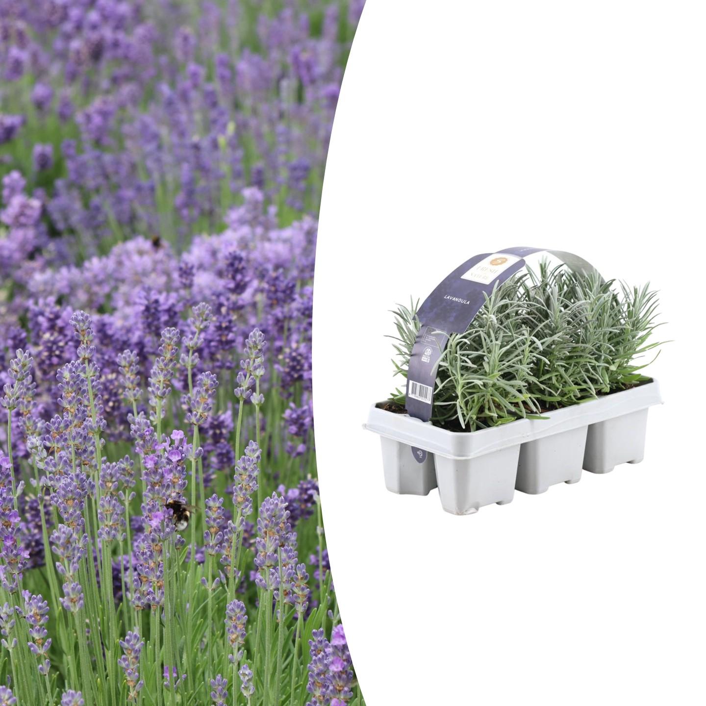 1x 6 pack Lavender angustifolia - 6 x Ø7 cm - ↕15 cm