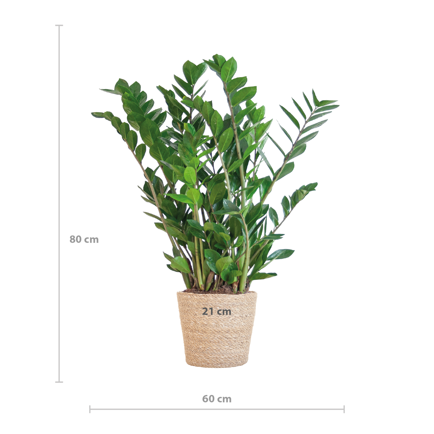 Zamioculcas Zamiifolia with Sofia basket natural - 80cm - Ø21