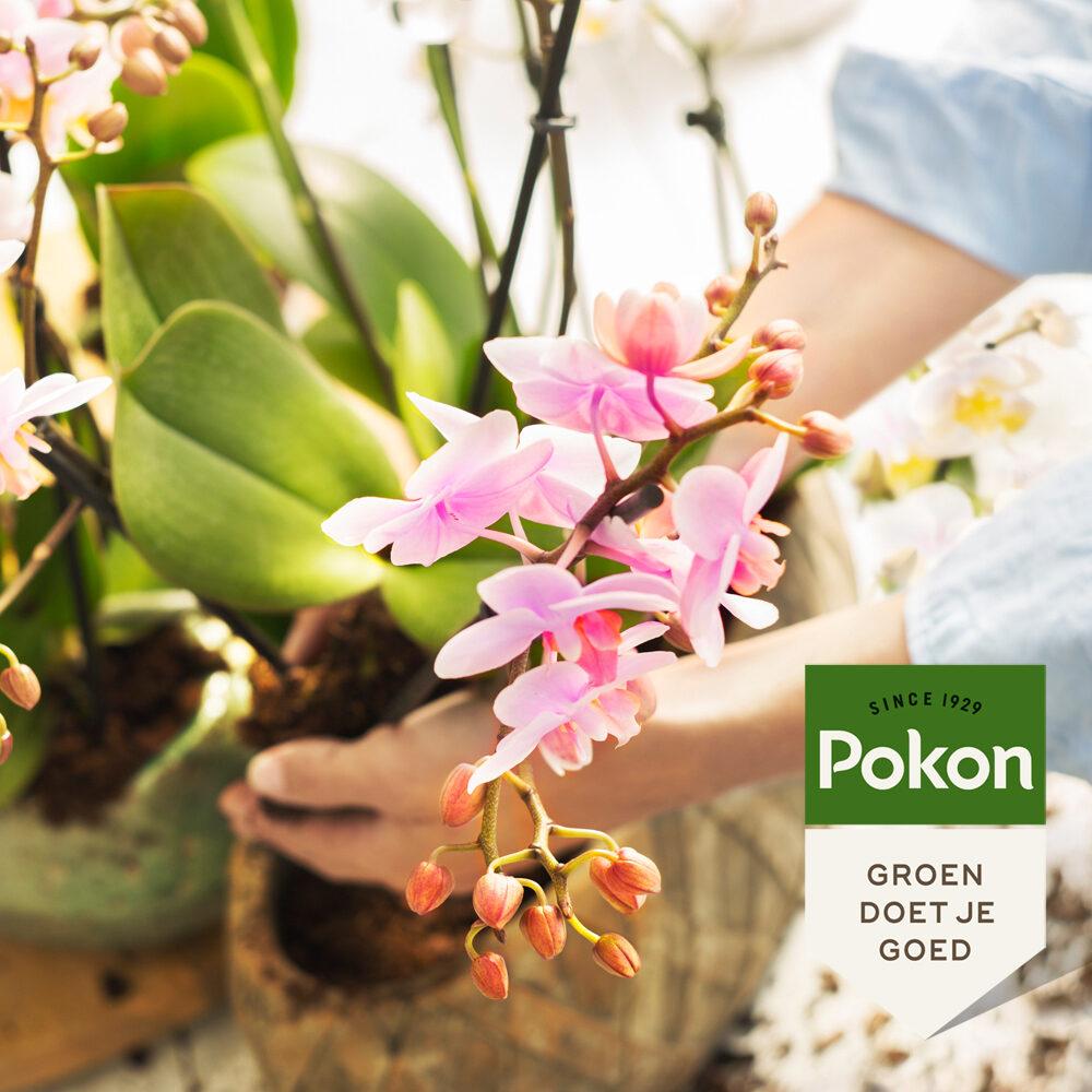 Pokon bio orchid food 250 ml