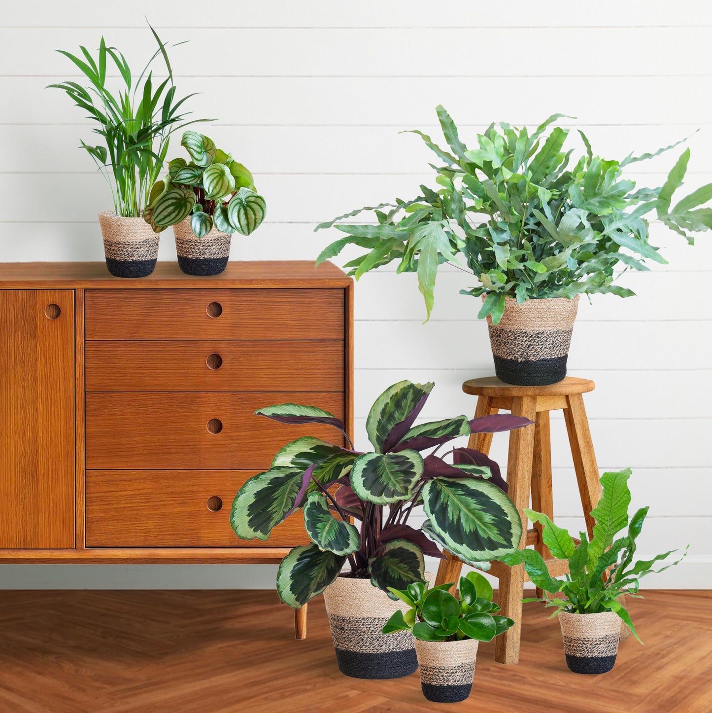 Animal Friendly Plant Set Large