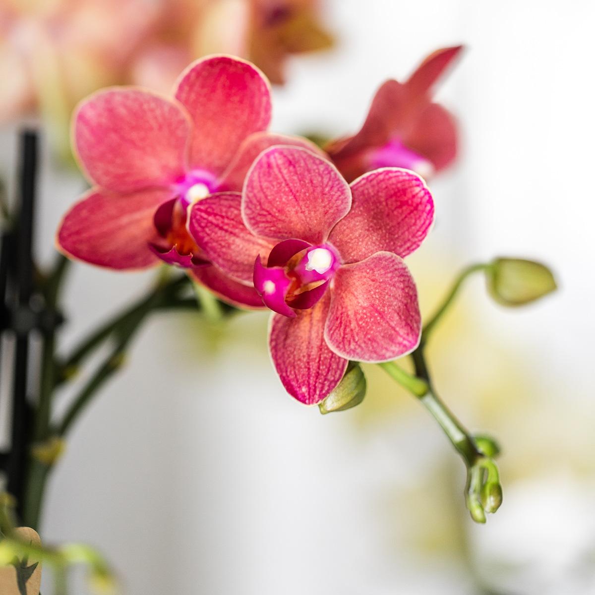 Kolibri Orchids | red Phalaenopsis orchid pot size Ø9cm | Congo | flowering houseplant - fresh from the grower