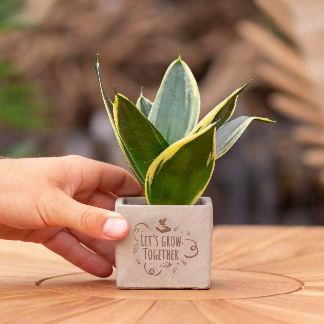 Congreet Blumentöpfe + Sansevieria | Lasst uns gemeinsam wachsen