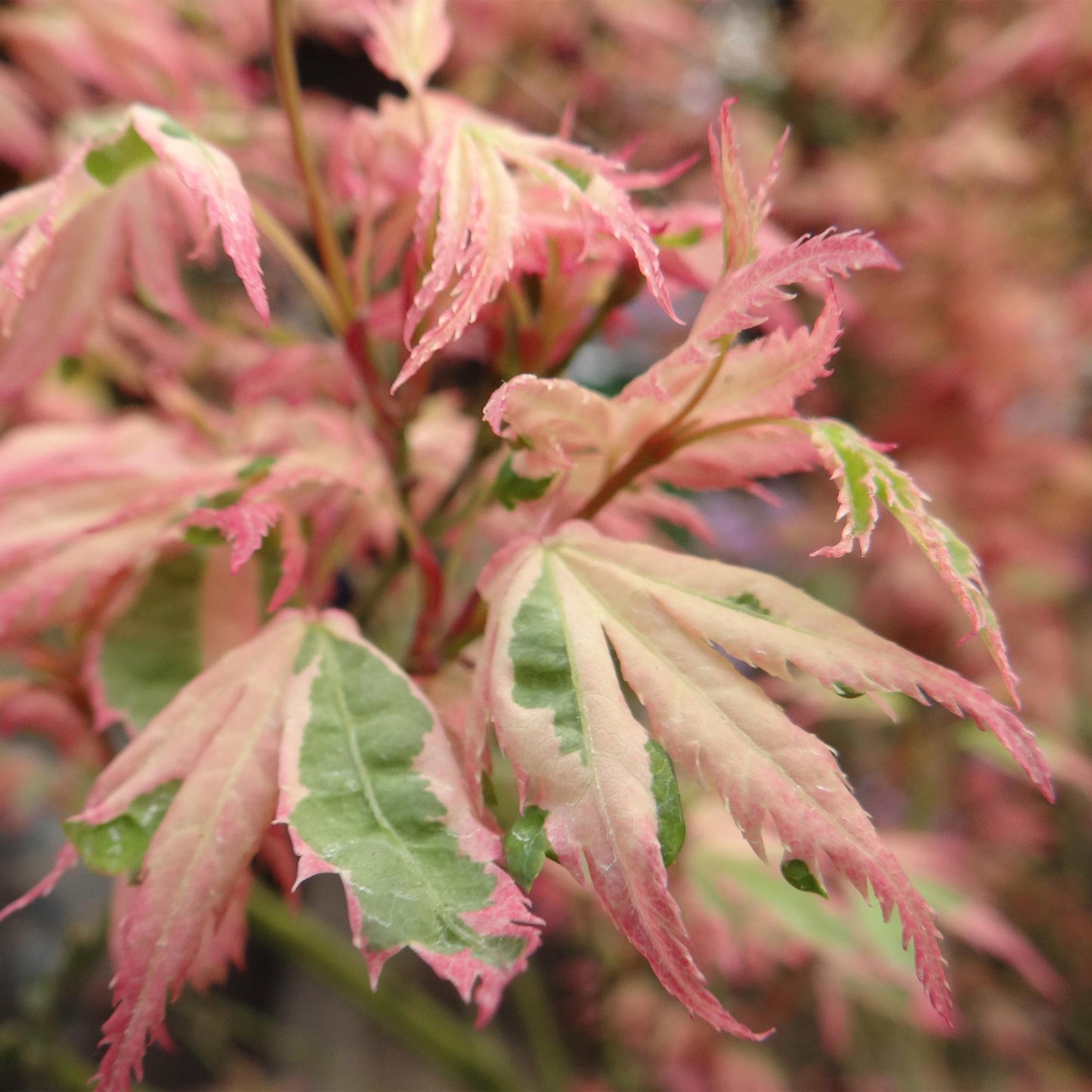 Green boutiQ - Terrace plant - Japanese Maple - Acer palmatum Iyoshi - Pink - 1 Plant - Deciduous - Pot 19cm Height 70cm
