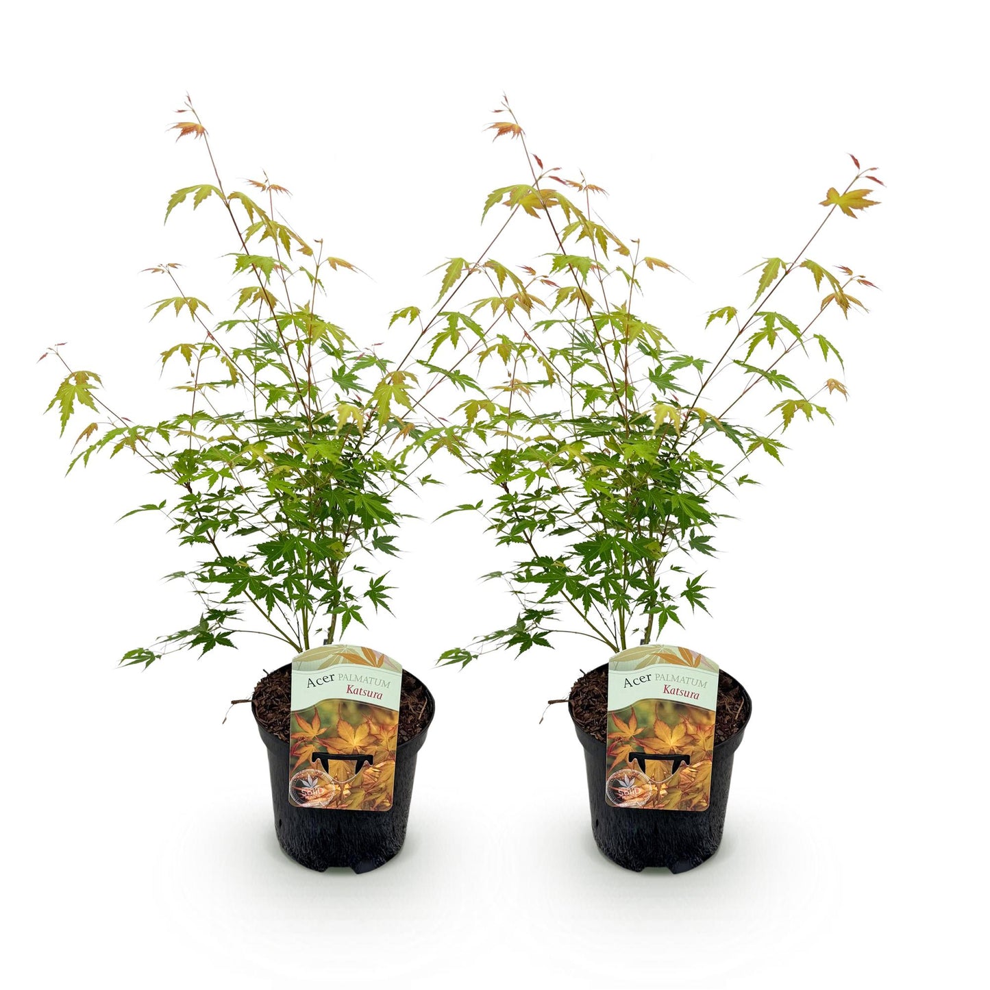 Green boutiQ - Terrace plant - Japanese Maple - Acer palmatum Katsura - Orange - 2 Plants - Deciduous - Pot 19cm Height 70cm