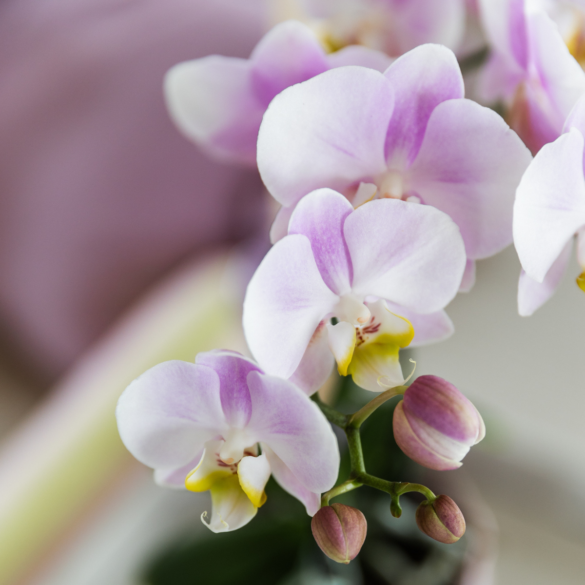 Kolibri Orchids | pink orchid Portugal + Malaga decorative pot pink - pot size Ø9cm | flowering houseplant - fresh from the grower