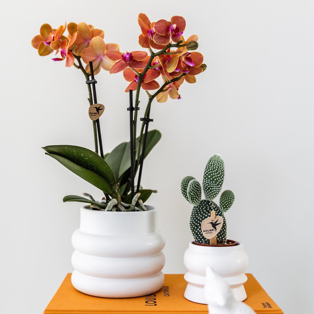 Kolibri Orchids | Orange Phalaenopsis orchid - Mineral Bolzano + Bubble pot white - pot size Ø9cm | flowering houseplant - fresh from the grower