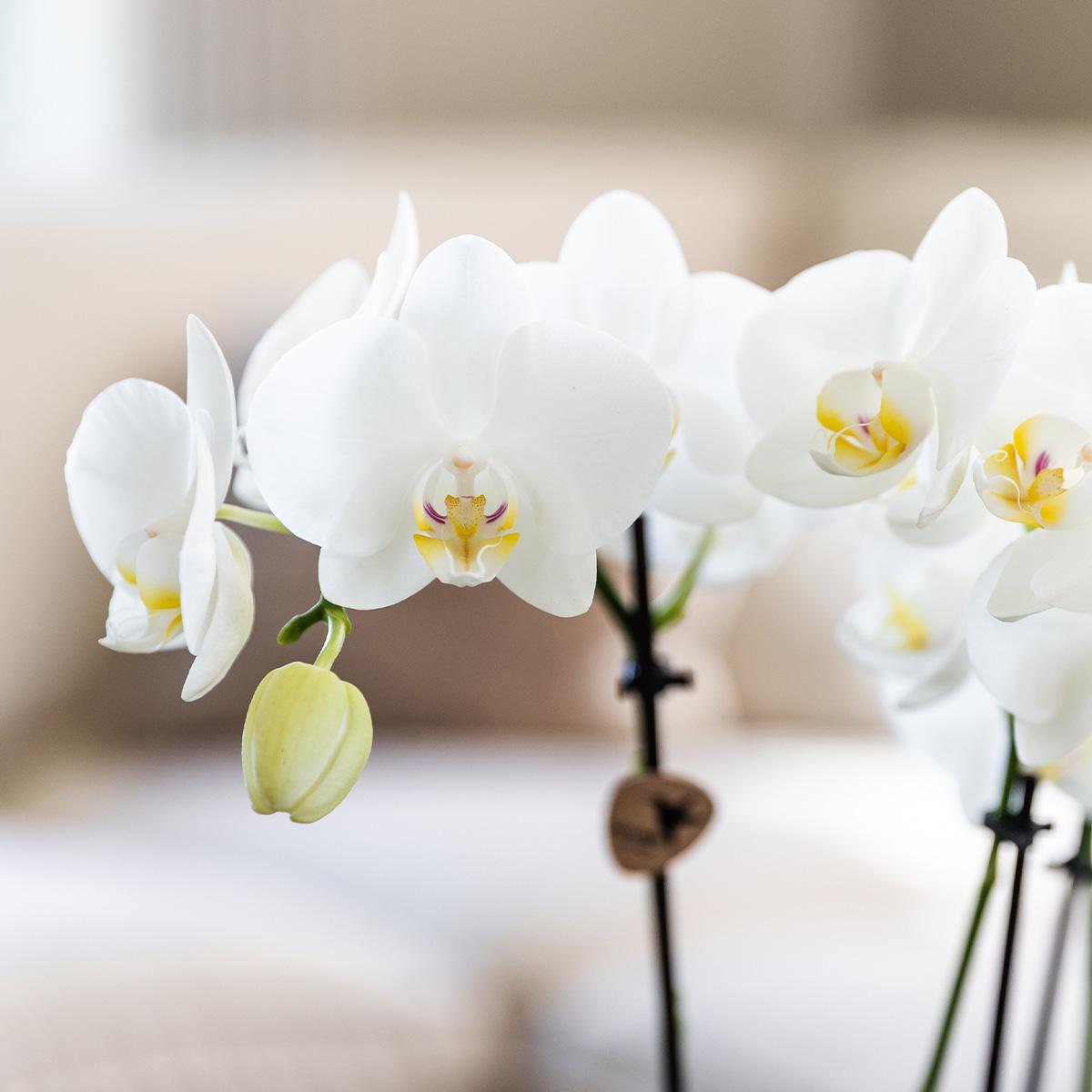 Surprise box mix - plant advantage box - surprise box with 4 different orchids ø12cm