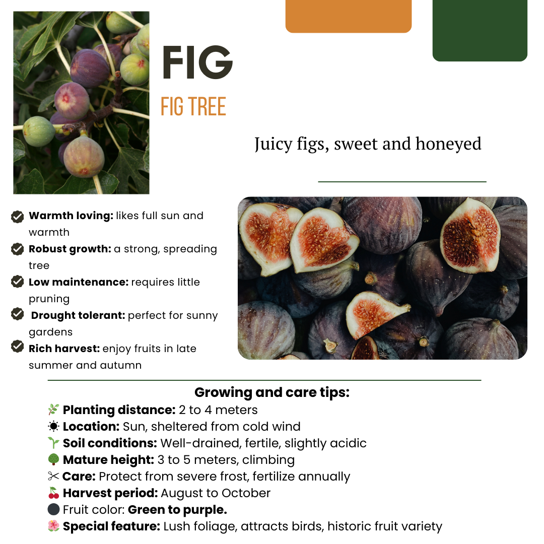 "Sweet harvest trio" BIO Fruit plants mix set of 3 different types