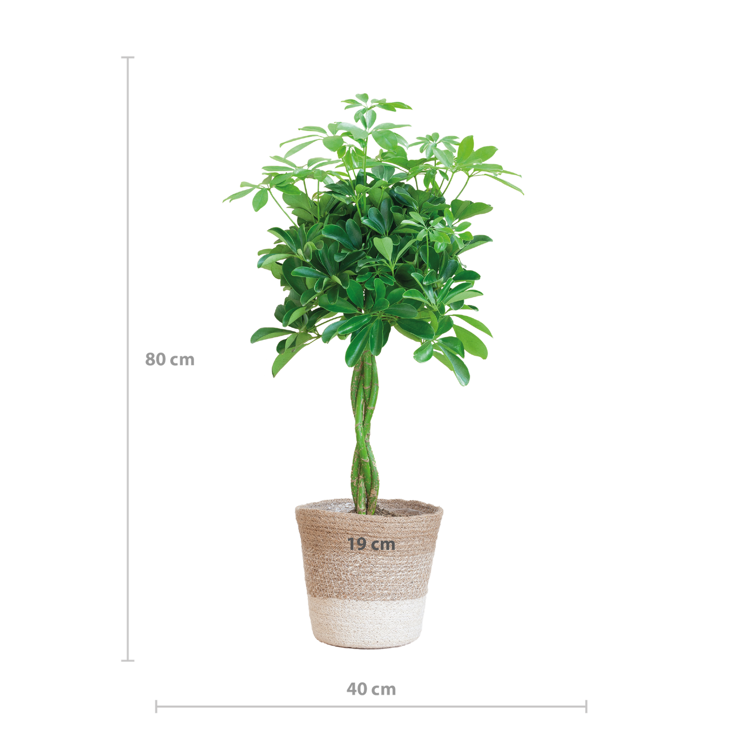 Schefflera Arab Nora with Basket Lisbon white - 70cm - Ø21