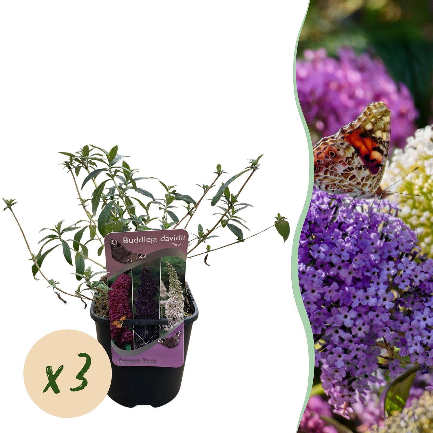 Butterfly bush - Buddleja davidii Tricolour - Flower Pink, White and Purple - 3 Plants - 1m2 - Deciduous - Butterfly attracting - Pot 17cm Height 30cm
