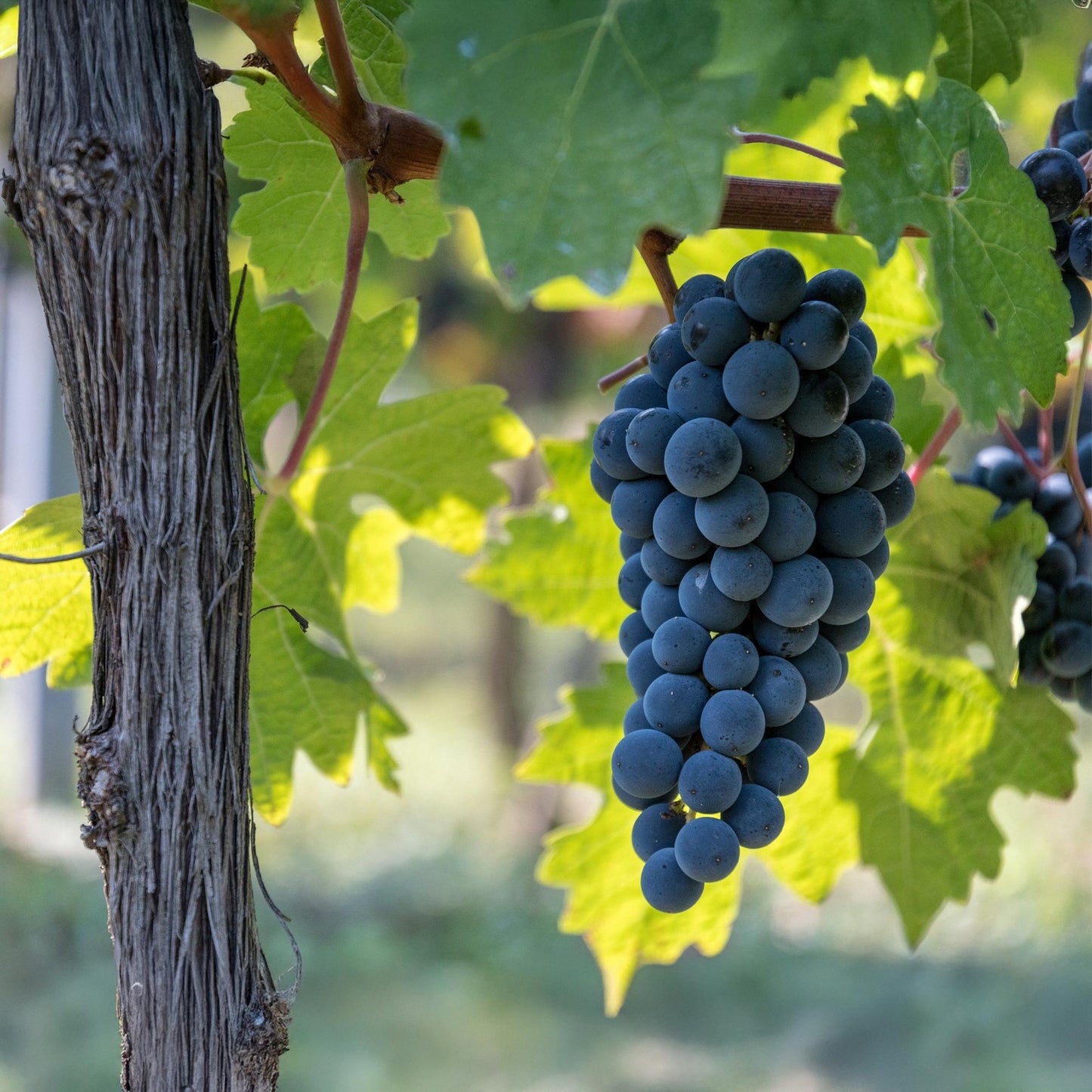 Green boutiQ - Fruit plant - Blue Grape - Vitis vinifera Boskoop Glory - 2 plants - Pot 15cm Height 50cm