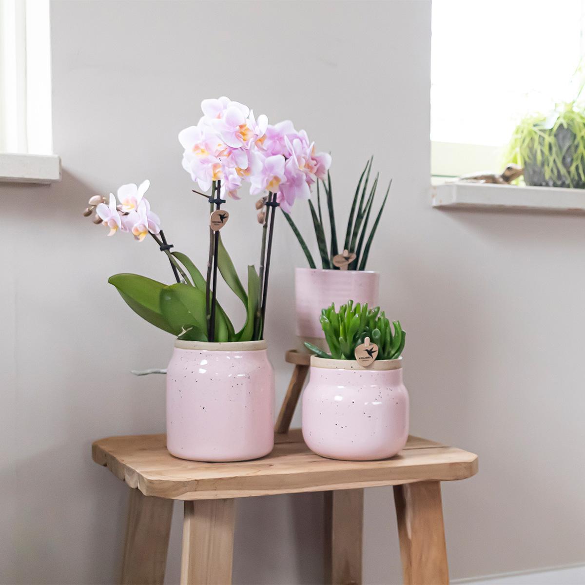 Surprise box mix - plant advantage box - surprise box with 4 different orchids ø9cm