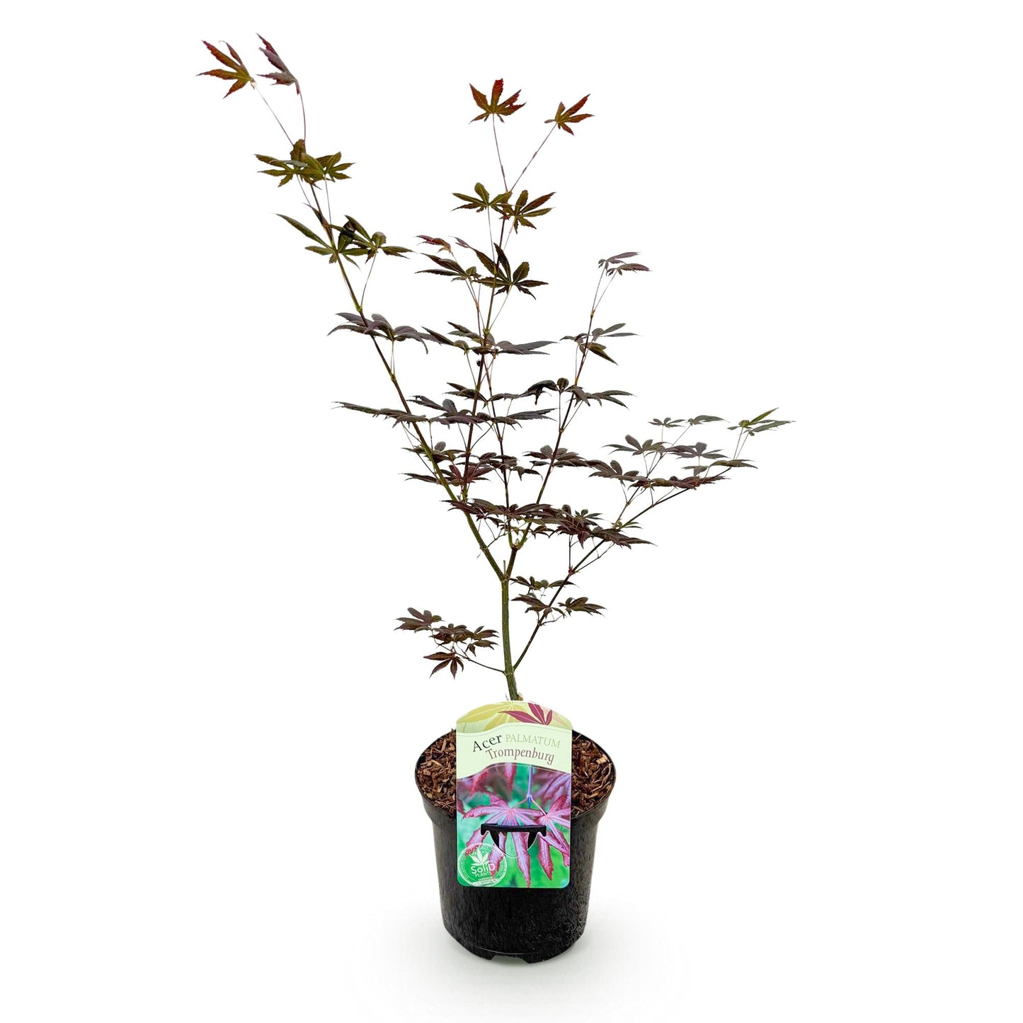 Green boutiQ - Terrace plant - Japanese Maple - Acer palmatum Trompenburg - Dark Purple - 1 Plant - Deciduous - Pot 19cm Height 70cm