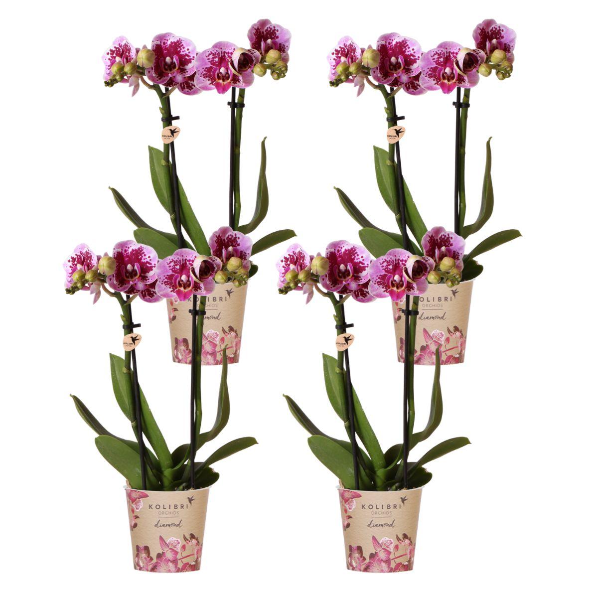 Kolibri Orchids | COMBI DEAL of 4 pink purple phalaenopsis orchids - El Salvador - pot size Ø9cm | flowering houseplant - fresh from the grower