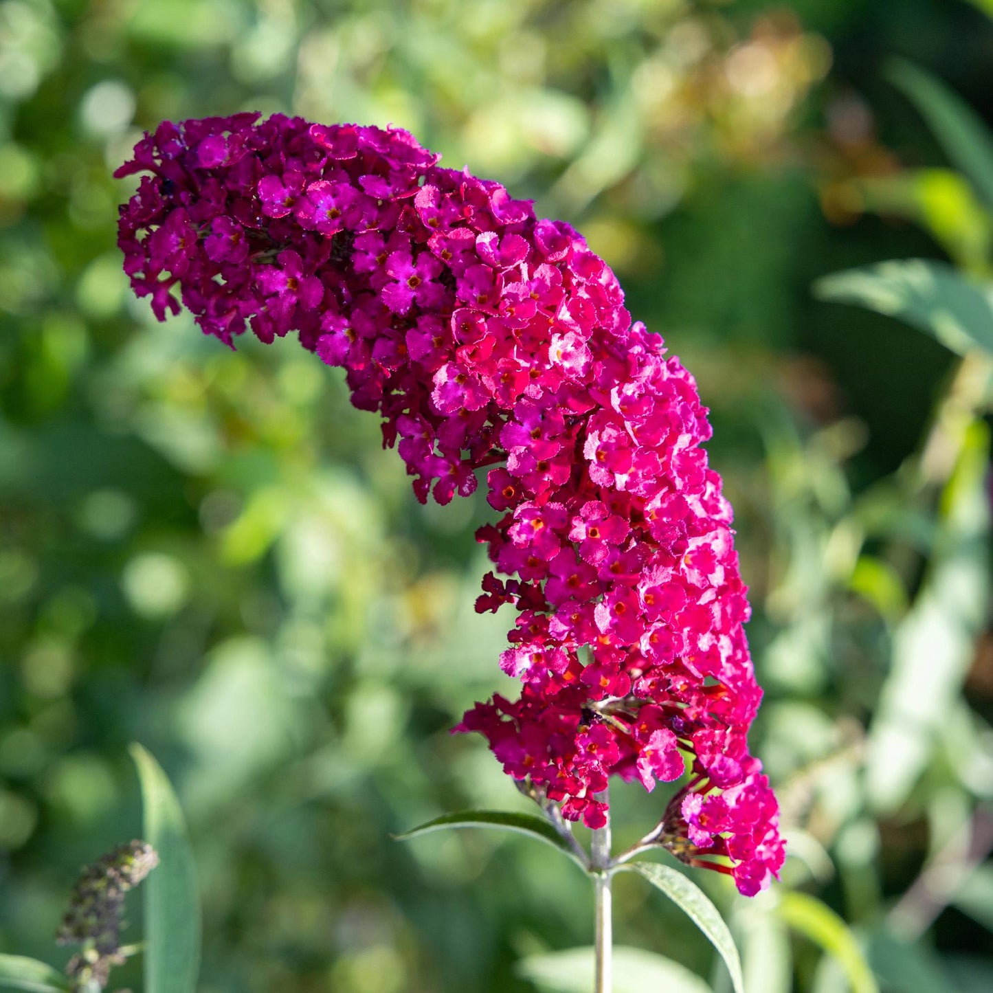 Butterfly bush - Buddleja davidii Royal Red
