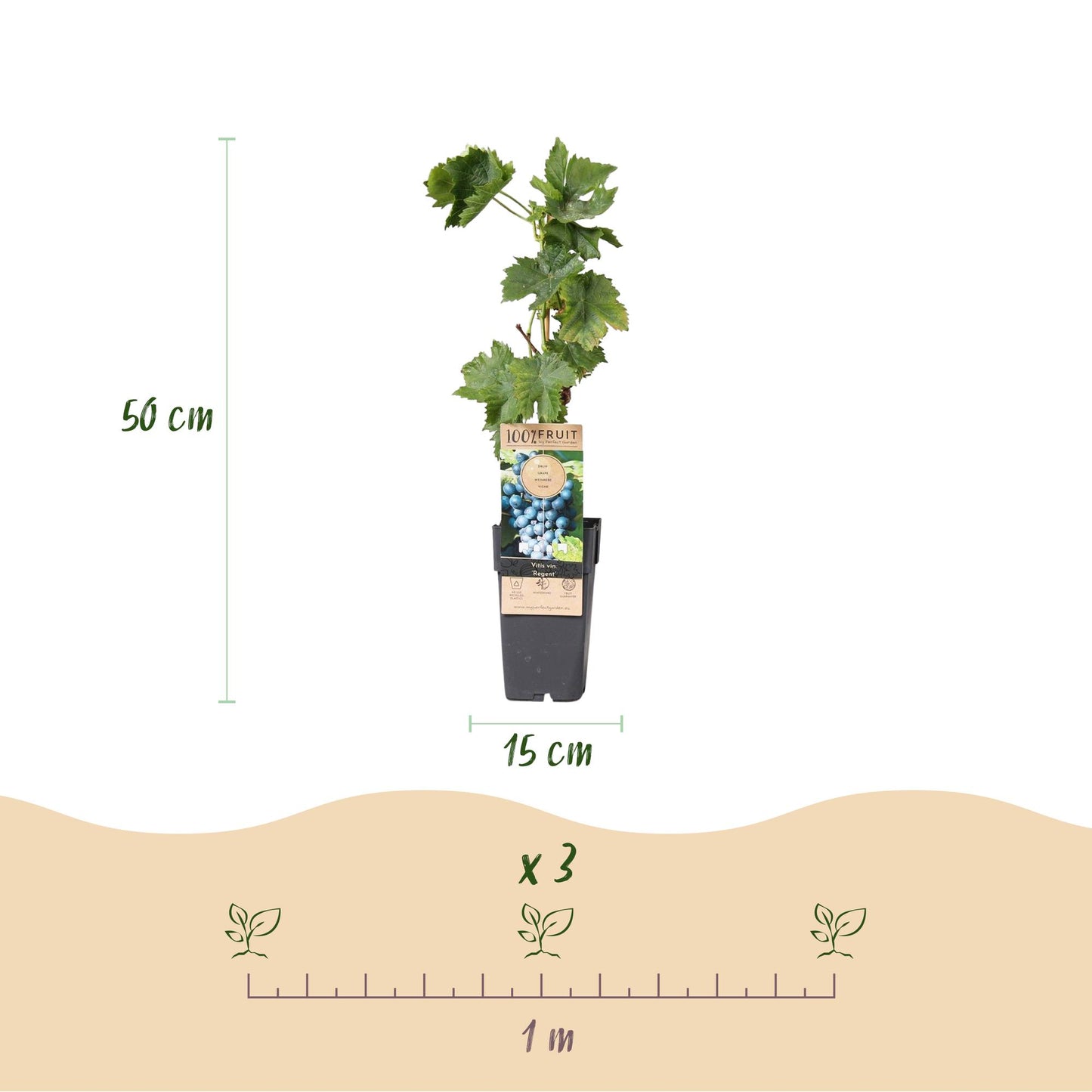 Green boutiQ - Fruit plant - Blue Grape - Vitis vinifera Regent - 2 plants - Pot 15cm Height 50cm