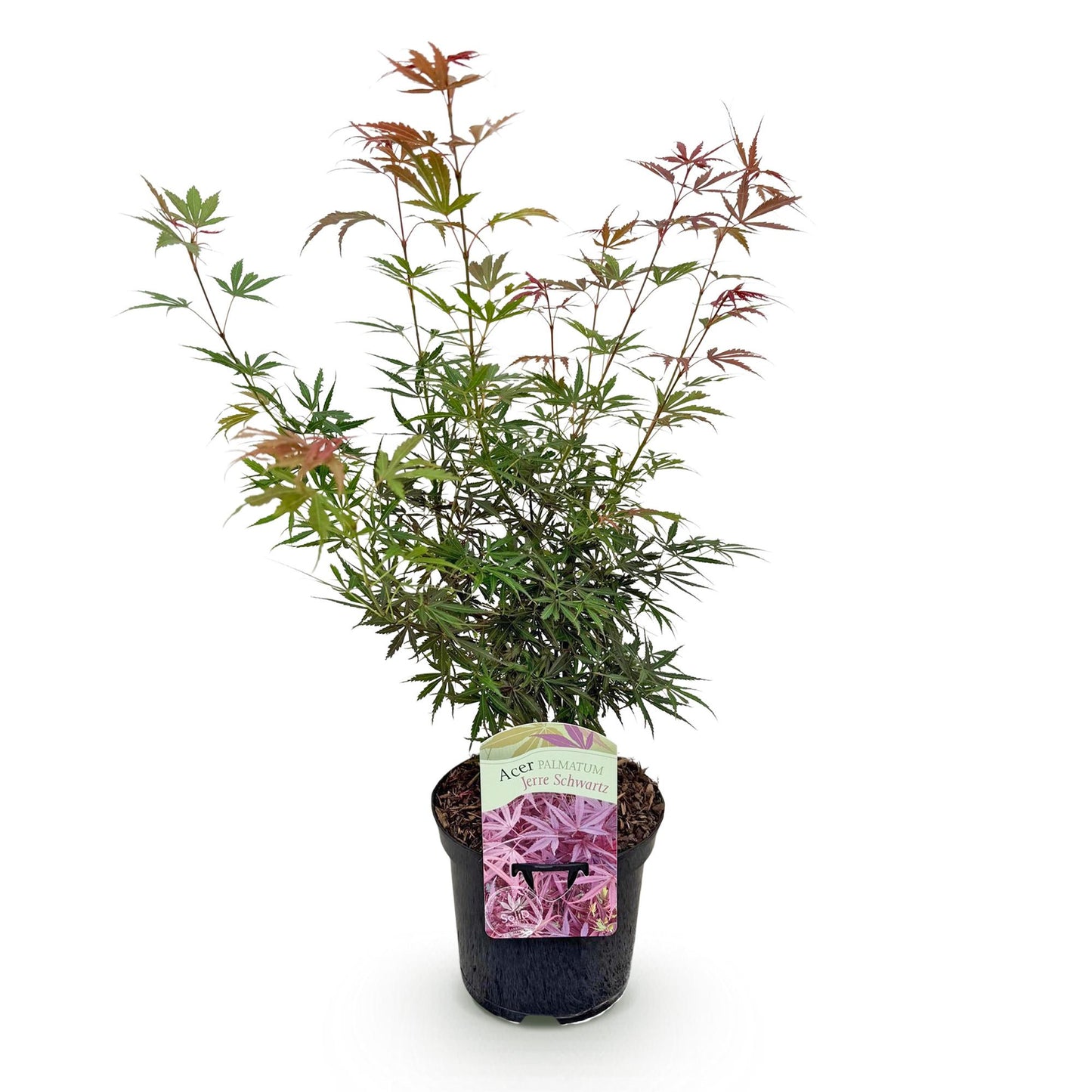 Green boutiQ - Terrace plant - Japanese Maple - Acer palmatum Jerre Swarts - Dark Red - 1 Plant - Deciduous - Pot 19cm Height 70cm
