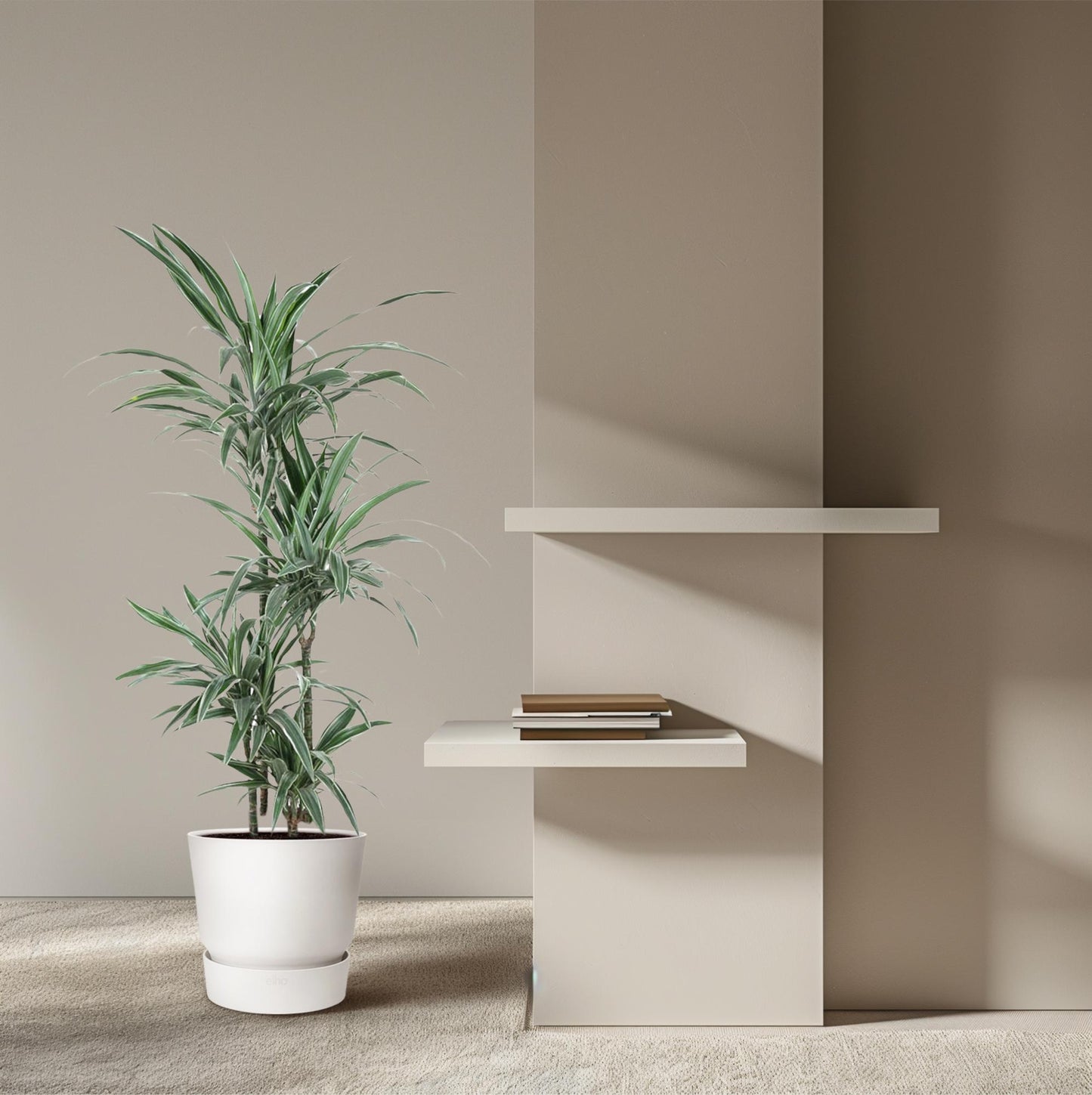 Dracaena Warneckei - 145 cm - ø24