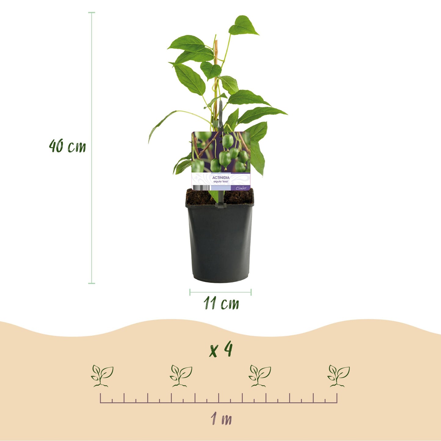 Green boutiQ - Fruitplant - Kiwi - Actinidia arguta Issai - Groene Vrucht - 2 planten - Pot 11cm Hoogte 40cm