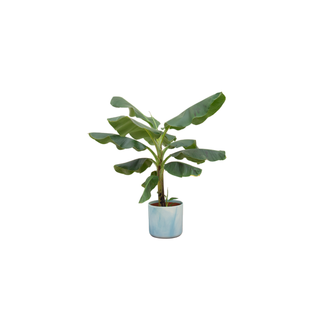 Combi deal - Banana plant (Musa) including Ocean Round Atlantic blue Ø22 - 100 cm