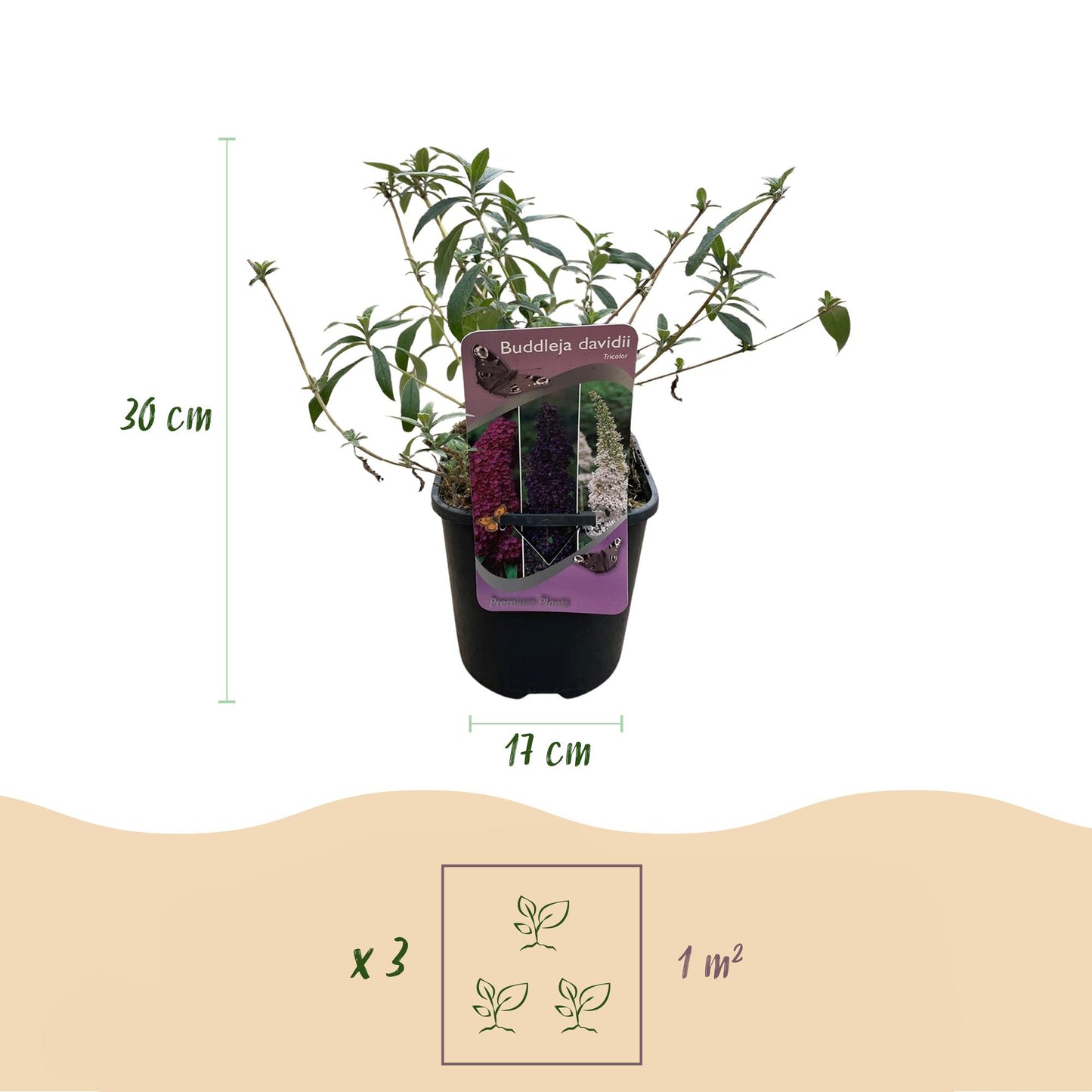 Butterfly bush - Buddleja davidii Tricolour - Flower Pink, White and Purple - 3 Plants - 1m2 - Deciduous - Butterfly attracting - Pot 17cm Height 30cm