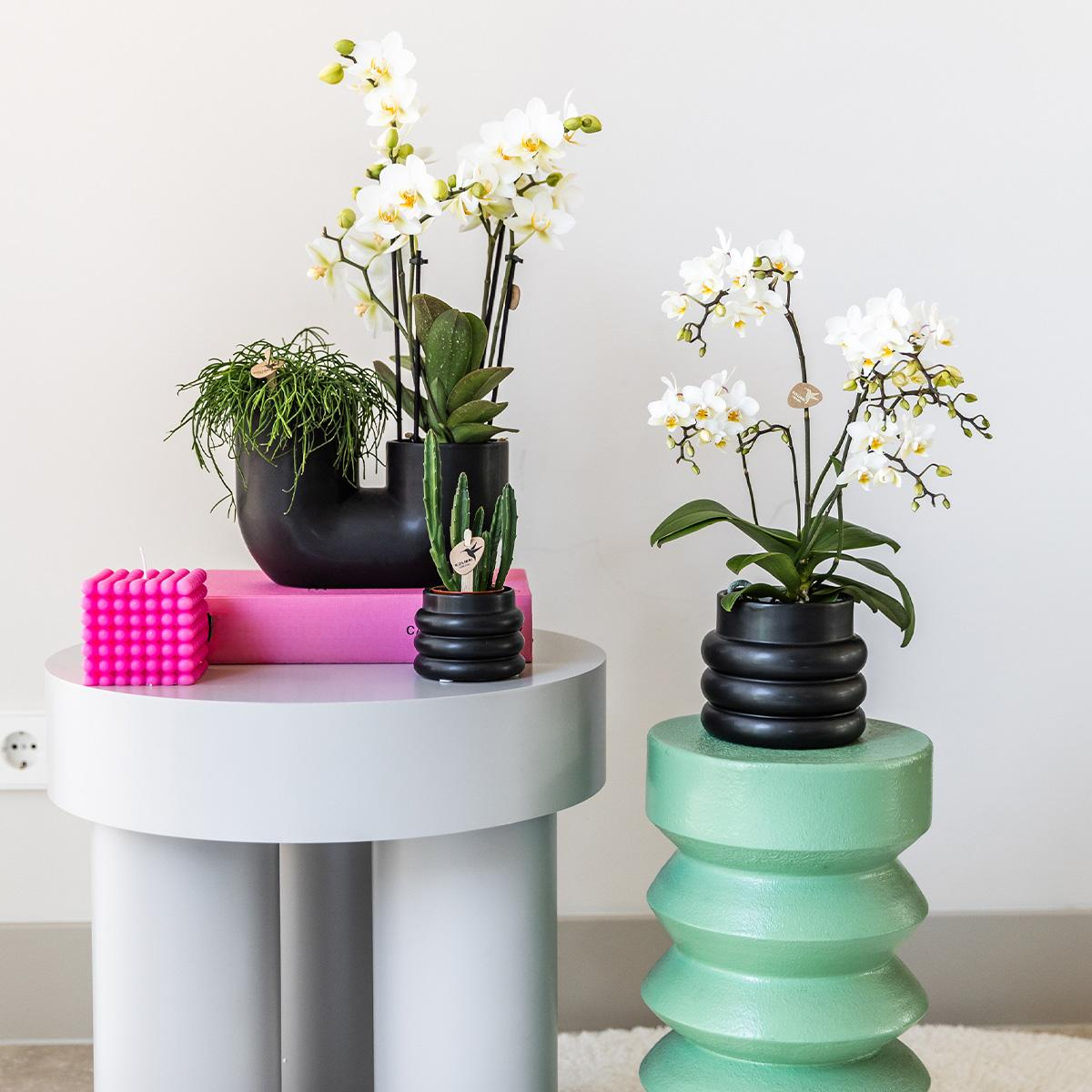 Hummingbird Orchids | White phalaenopsis orchid - Lausanne + Bubble pot black - pot size Ø9cm | flowering houseplant - fresh from the grower