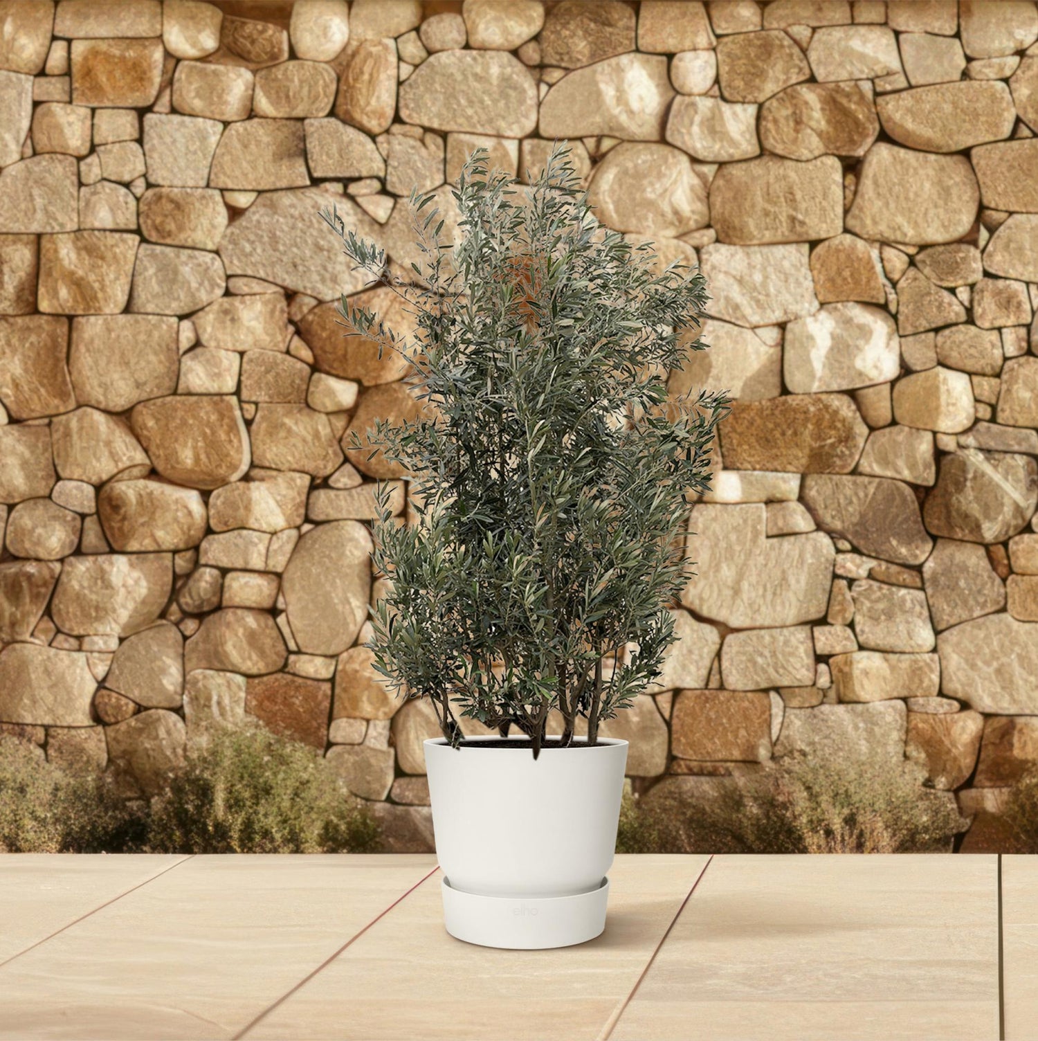 Buitenplanten in pot