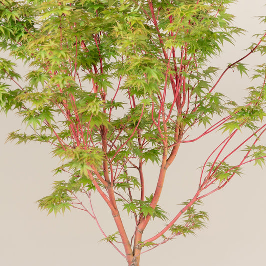 Green boutiQ - Terrace plant - Japanese Maple - Acer palmatum Sangokaku - Green - 2 Plants - Deciduous - Pot 19cm Height 70cm