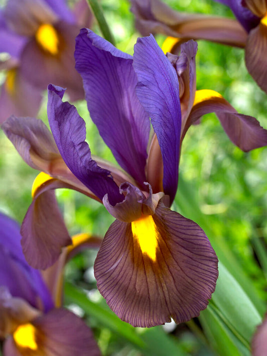Eye of the Tiger Iris 25 stuks