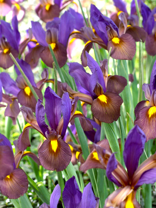 Eye of the Tiger Iris 25 stuks