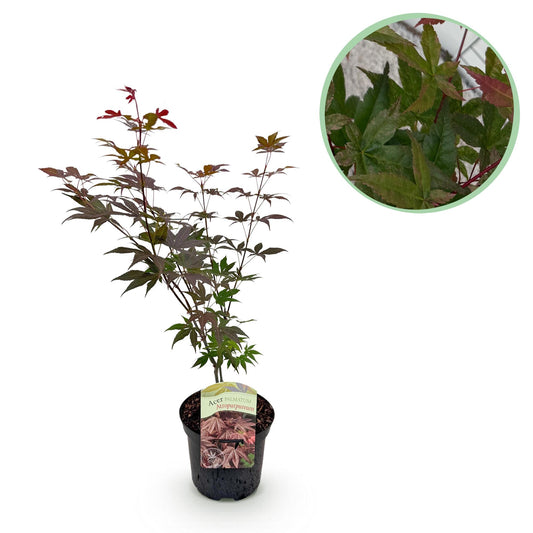 Green boutiQ - Terrace plant - Japanese Maple - Acer palmatum Atropurpureum - Purple - 1 Plant - Deciduous - Pot 19cm Height 70cm