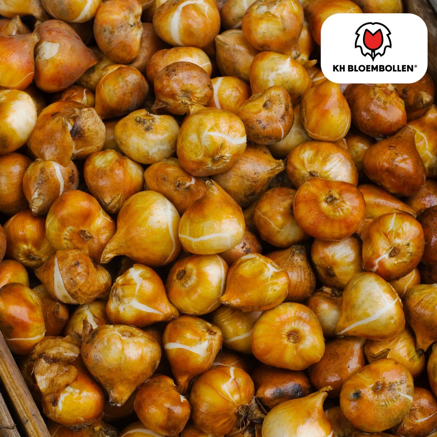 Tulip Bulbs Dafeng – 20 Pieces