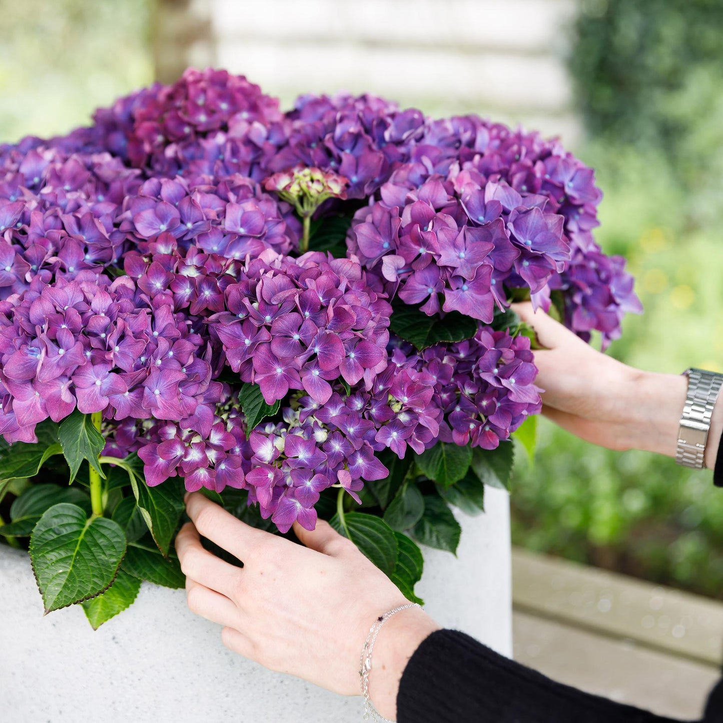 Green boutiQ - Terrace plant - Hydrangea - Hydrangea Forever &amp; Ever - Purple - 7-12 Flowers - 2 Plants - Pot 23cm Height 55cm
