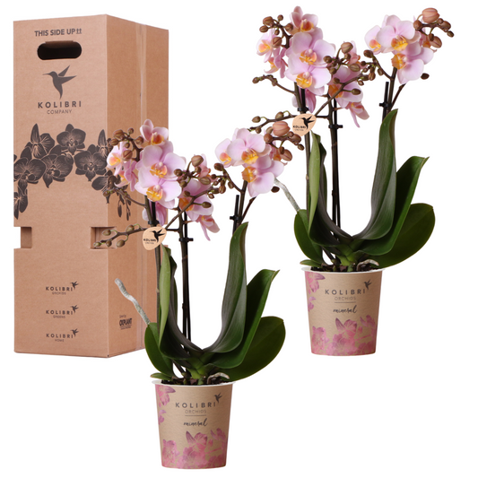 Surprise box mix - single-colored plant advantage box - surprise box with 2 orchids ø9cm