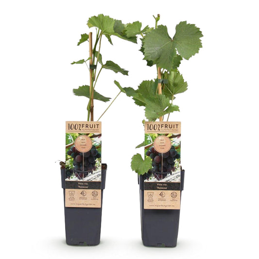 Green boutiQ - Fruit plant - Purple Grape - Vitis vinifera Vanessa - Seedless - 2 plants - Pot 15cm Height 50cm