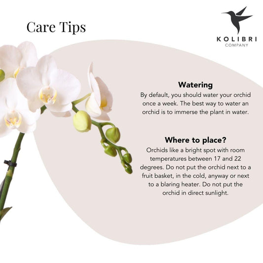 Hummingbird Orchids | White phalaenopsis orchid - Lausanne + Bubble pot black - pot size Ø9cm | flowering houseplant - fresh from the grower