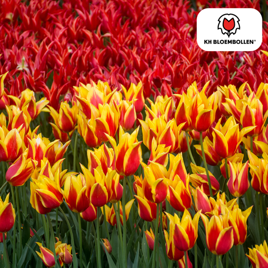 Tulpenbollen Fire Wings – 20 Stuks