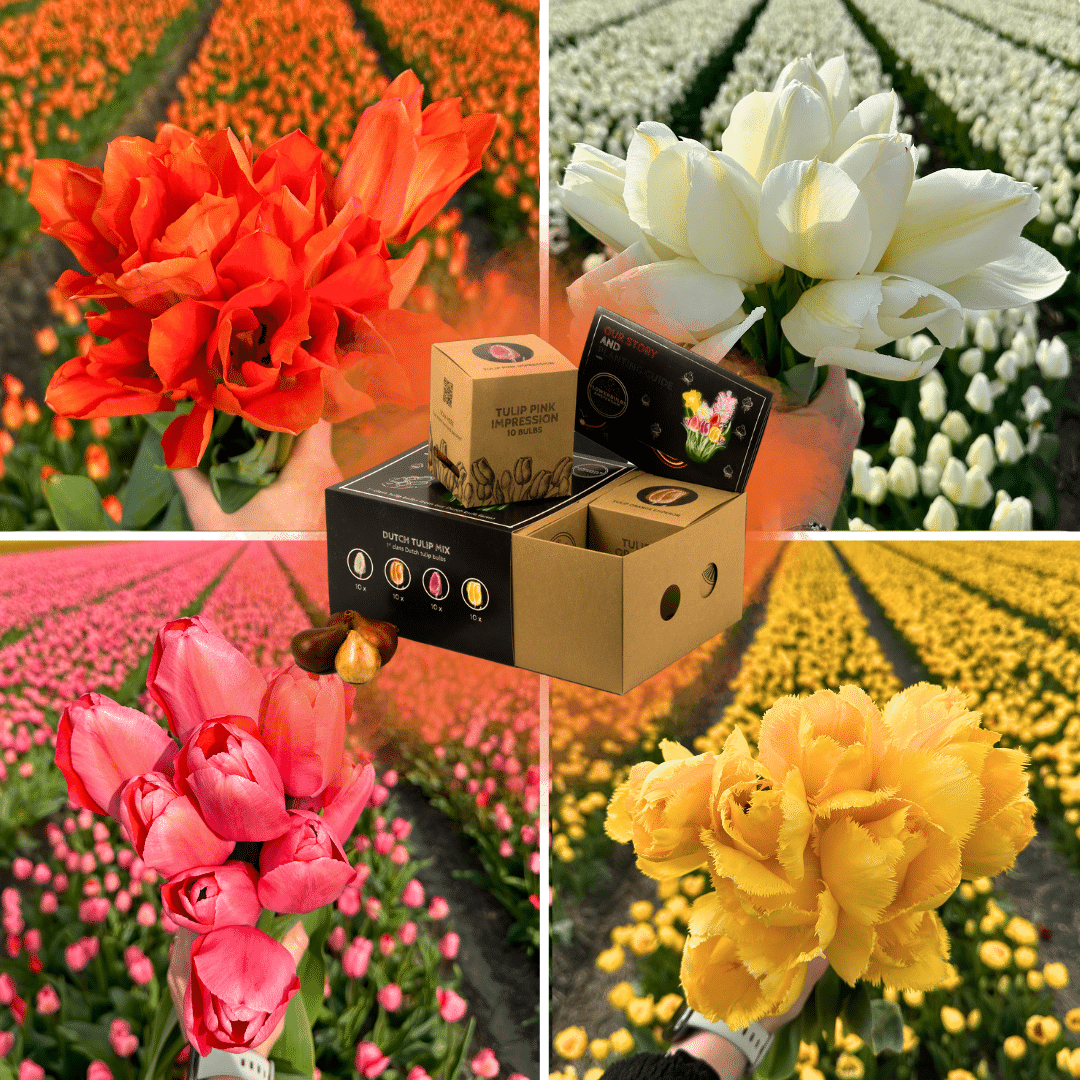 Flowerbulbs Amsterdam - Dutch Tulip Mix - Luxury medium box, 40 flower bulbs for 1 m² of floral splendor - Size 12+