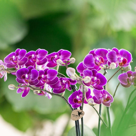 Kolibri Orchids | Purple phalaenopsis orchid pot size Ø9cm | Morelia | flowering houseplant - fresh from the grower