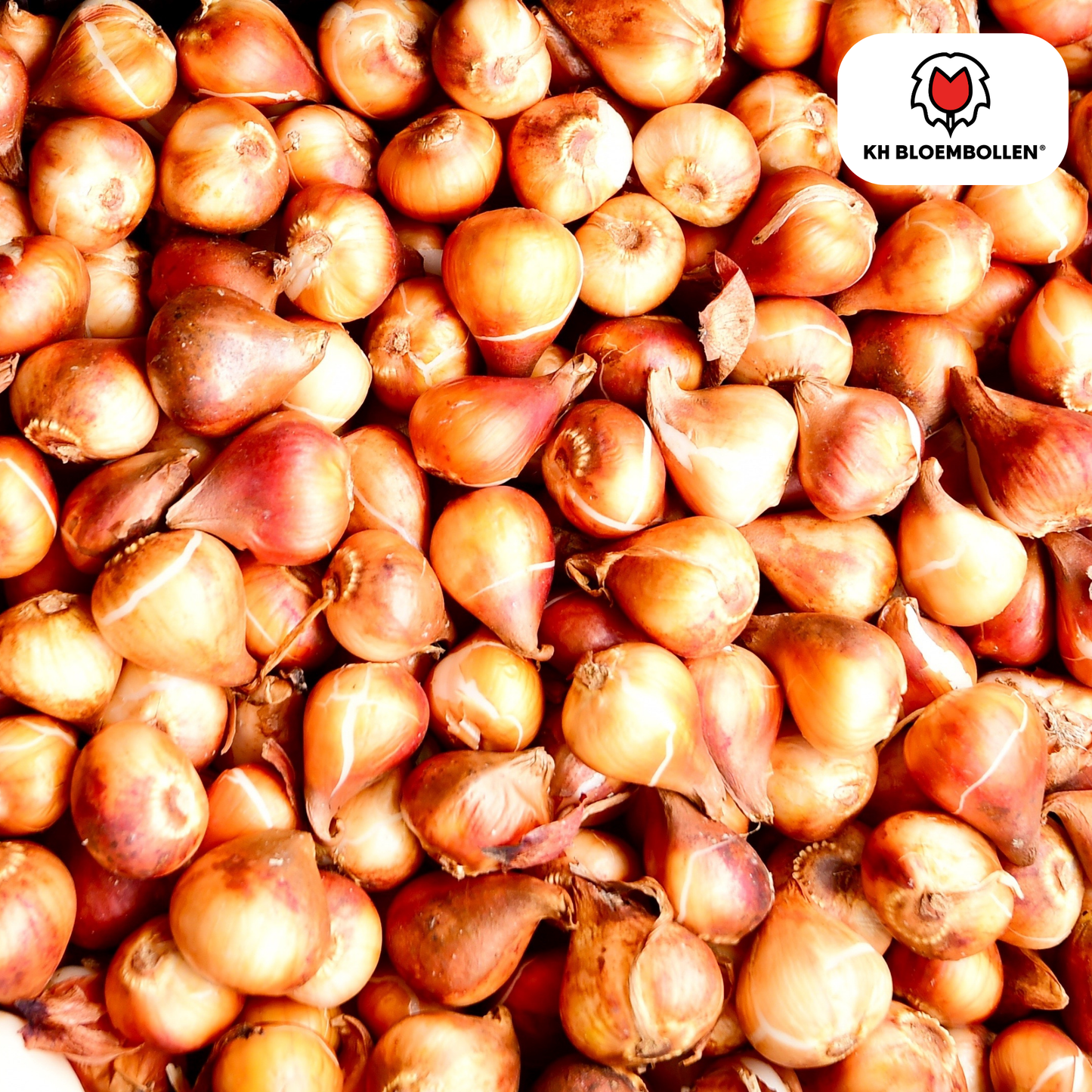 Honeymoon Tulip Bulbs – 20 Pieces