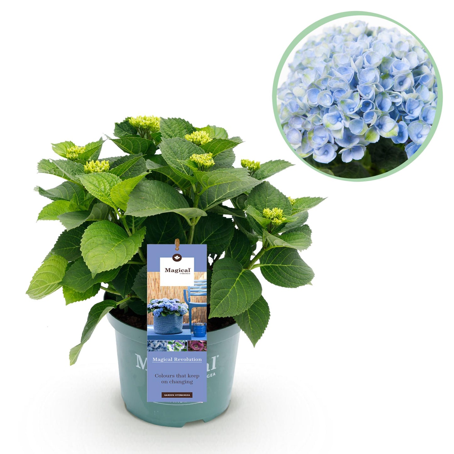 Green boutiQ - Terrace plant - Hydrangea - Hydrangea Magical Revolution Blue - Blue - 6-10 Flowers - Pot 23cm Height 55cm