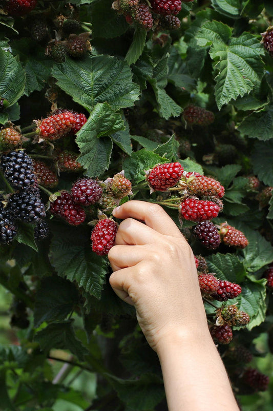 Rubus fruticosus 'Thornless Evergreen' - Thornless Blackberry - Ø13cm - ↕45cm