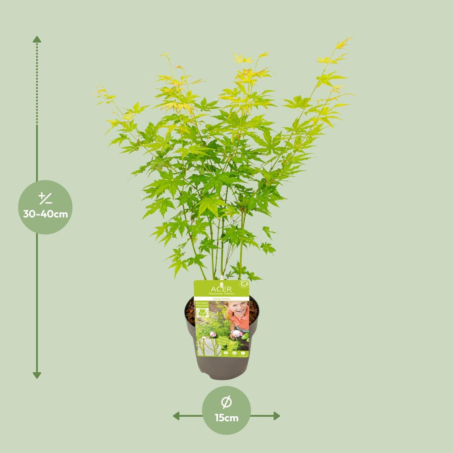 Acer palmatum Going Green - Ø15cm - ↕30cm