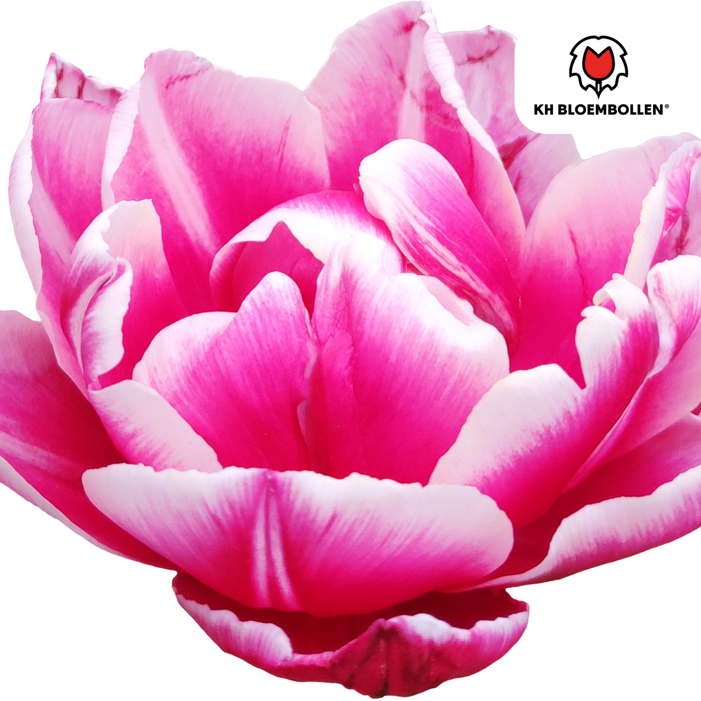 Columbus Tulpenzwiebeln – 20 Stück