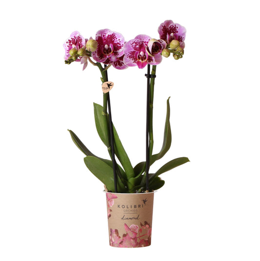 Kolibri Orchids | Pink-purple phalaenopsis orchid pot size Ø9cm | El Salvador | flowering houseplant - fresh from the grower